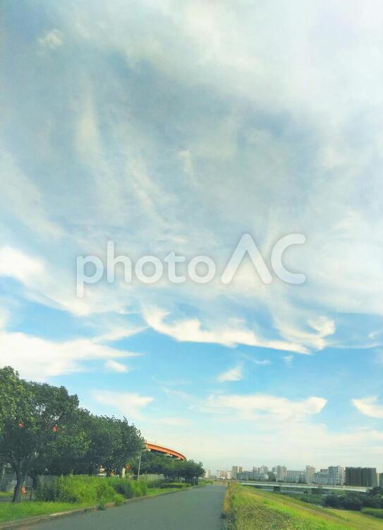 樹木と青空 樹木,植物,木の写真素材