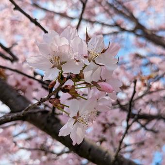 Photo, sargent cherry (prunus sargentii), cherry blossoms, hokkaido, 