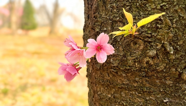 桜の花の写真