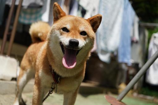 柴犬 舌だし笑顔 2025年8月 柴犬 舌だし笑顔 2025年8月の写真