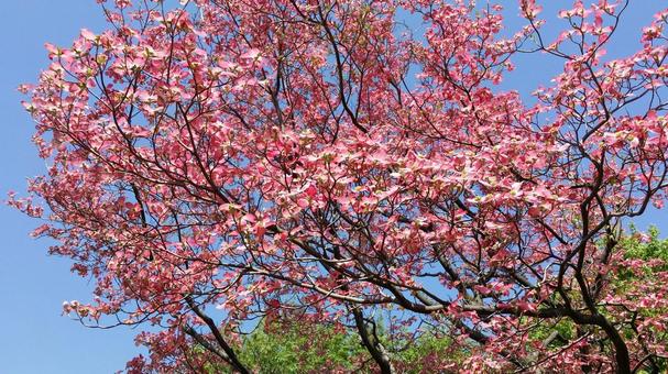 ハナミズキ・花水木 ハナミズキ・花水木の写真