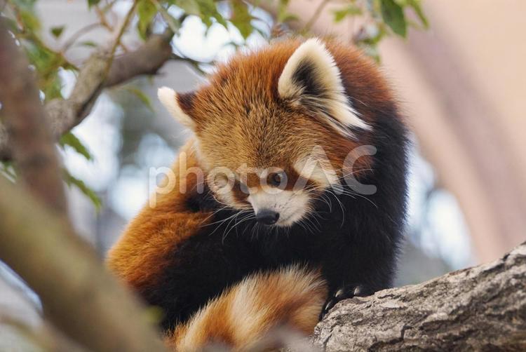 木の上のレッサーパンダ レッサーパンダ,動物,動物園の写真素材
