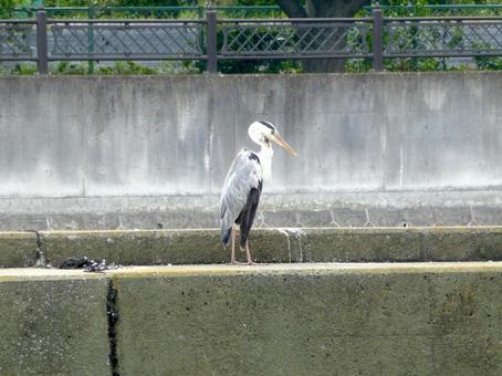 遊水池の護岸上でくつろぐアオサギ 遊水池の護岸上でくつろぐアオサギの写真