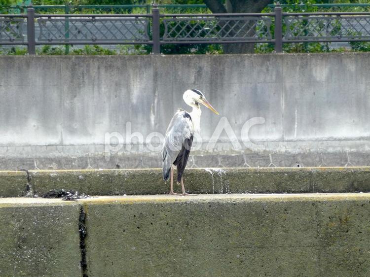遊水池の護岸上でくつろぐアオサギ アオサギ,鳥,野鳥の写真素材