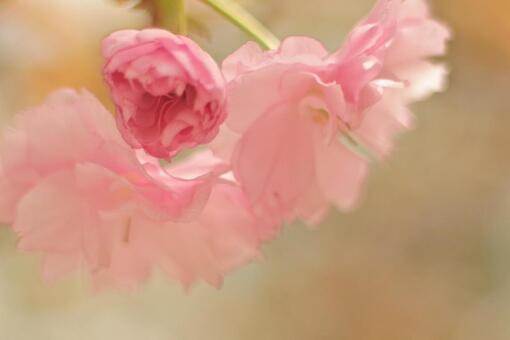 八重桜 八重桜の写真