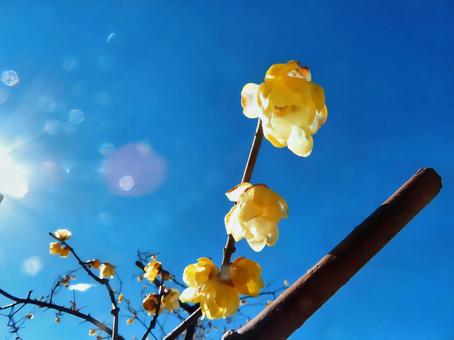 蝋梅と青空 蝋梅,花,黄色の写真素材