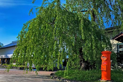 新緑のしだれ桜と赤い丸ポスト 郵便,ポスト,丸ポストの写真素材