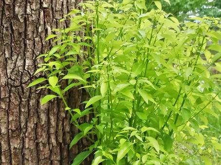 クスノキの新しい葉は明るい緑色 クスノキの新しい葉は明るい緑色の写真