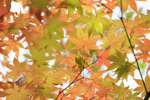 紅葉 紅葉 紅葉,もみじ,秋の写真素材