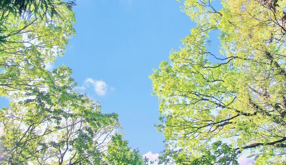 新緑と青空 新緑と青空の写真