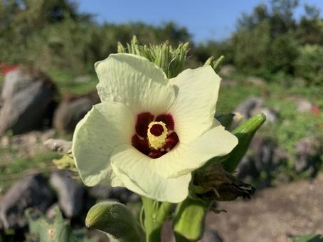 オクラの花 オクラの花,レモンイエローの花,夏の花の写真素材