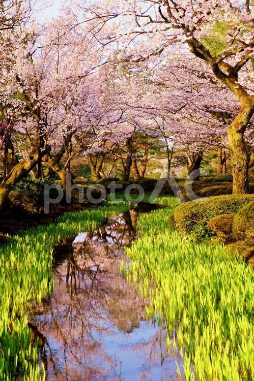 小川と桜 自然,風景,春の写真素材