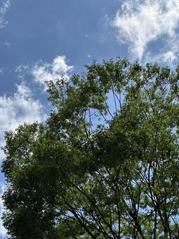 木々と青空 木々と青空の写真