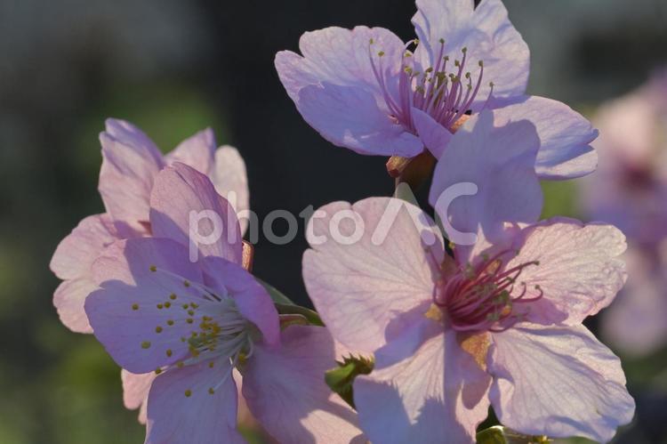 桜の花のクローズアップ さくら,春,自然の写真素材