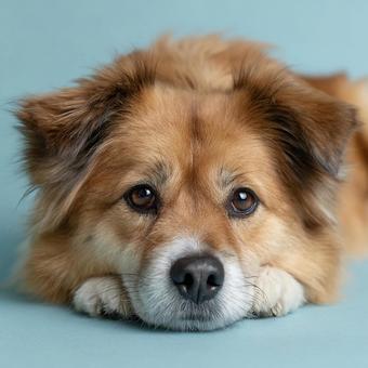 物憂げな表情の茶色の犬 物憂げな表情の茶色の犬の写真