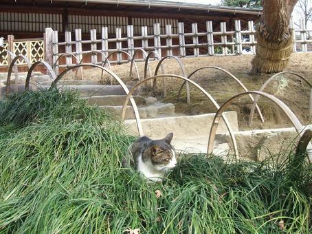 Photo, grassy, cat, laid back, 