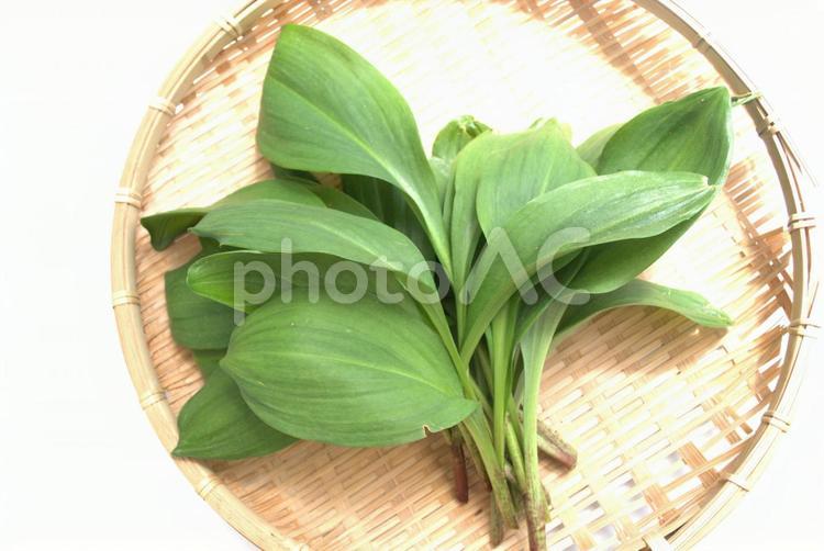 収穫した新鮮な行者にんにく 行者にんにく,ギョウジャニンニク,山菜の写真素材