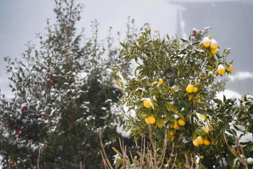 雪の積もる冬の景色の写真