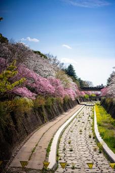 春の川沿いを彩る桜と菜の花 桜,サクラ,菜の花の写真素材