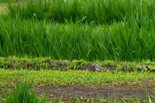 Photo, bird, little ringed plover, summer bird, 