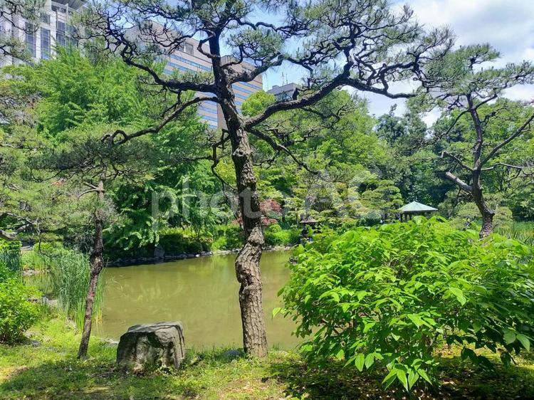 木と池 木,池,公園の写真素材