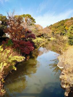 紅葉が彩る川沿いの散歩道 川,水路,水辺の写真素材