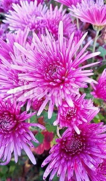 食用菊もってのほか　1 食用菊,もってのほかの,菊の写真素材