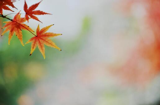 Autumn Maple, autumn, maple, autumn leaves, JPG