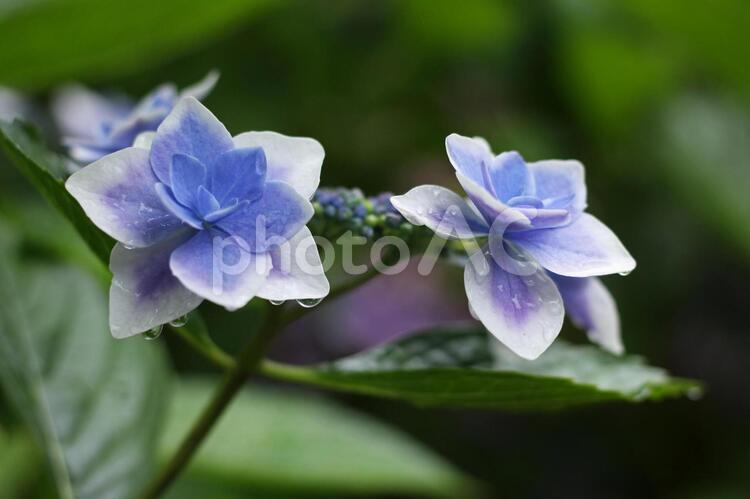 ガクアジサイ　雨5 夏,花,あじさいの写真素材