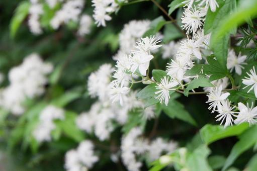 白い花 白い花の写真