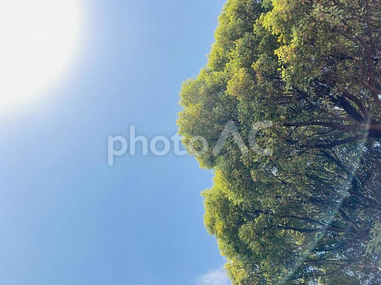 木と夏の日差し 夏のイメージ 木,太陽,日差しの写真素材