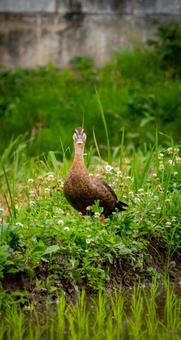 緑豊かな水辺に佇むカモ 動物,鳥,カモの写真素材