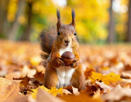 木の実を抱えたかわいいリス 木の実を抱えたかわいいリスの写真