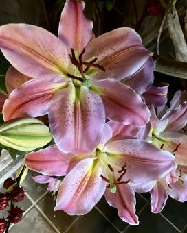 花★オリエンタルハイブリッド(百合)の写真