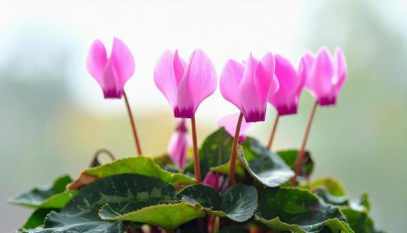 シクラメンの花の写真