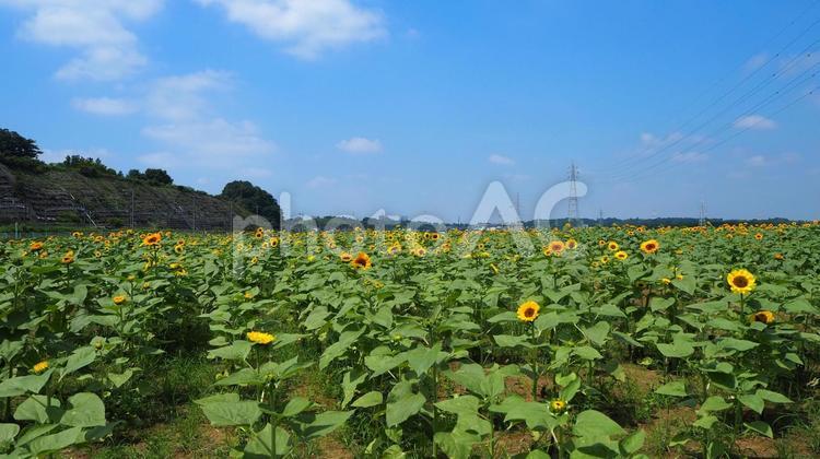 佐倉ふるさと広場・ひまわり畑（佐倉市） 夏,ひまわり,佐倉ふるさと広場の写真素材