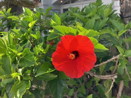 情熱の赤 ― ハイビスカスの輝き 情熱の赤 ― ハイビスカスの輝きの写真