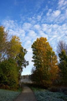 秋の樹木と空 樹木,季節,秋の写真素材