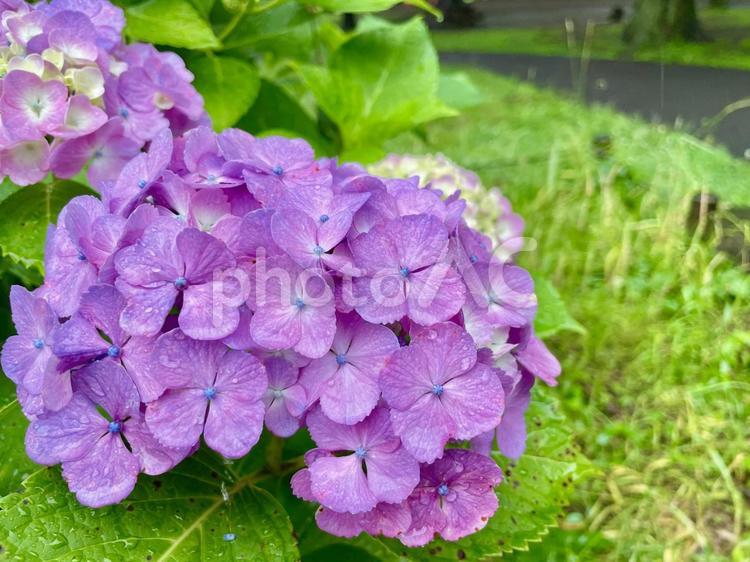 雨の日のあじさい 雨の日,あじさい,自然の写真素材