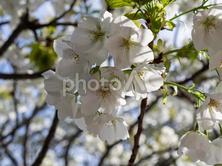 静岡県の華やかな桜 桜,お花,春の写真素材
