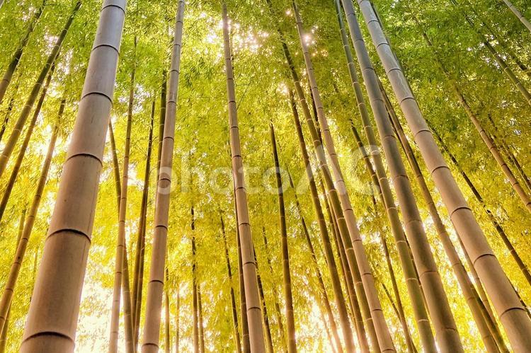 竹林　和風 竹,竹林,和風の写真素材