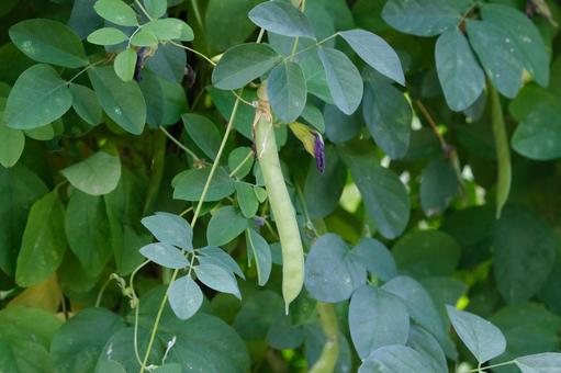 チョウマメの果実 チョウマメ,蝶豆,マメ科の写真素材