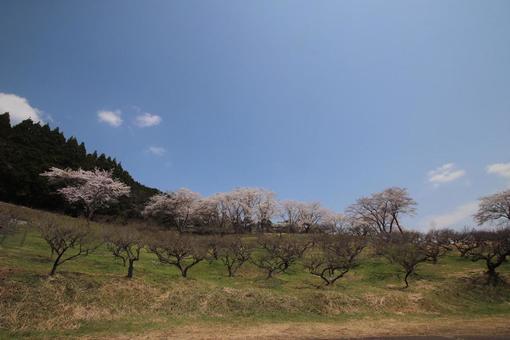cherry blossoms, JPG cherry blossoms, JPG