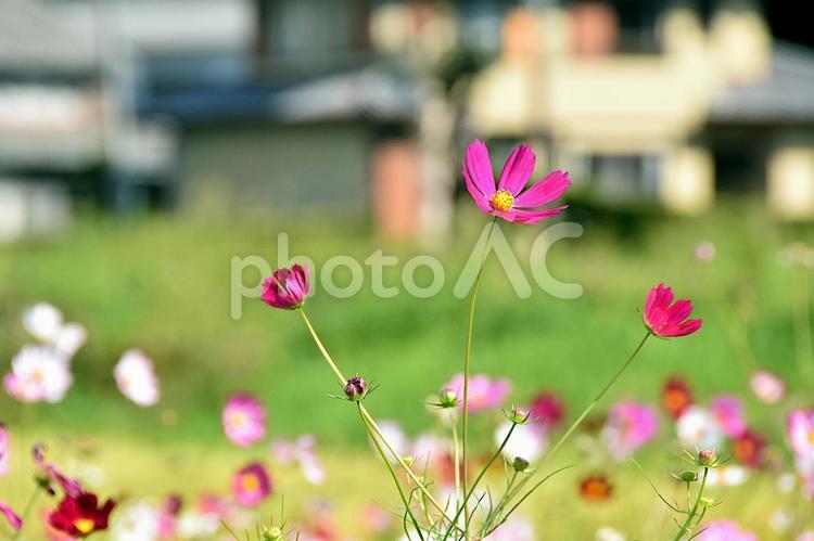 住宅街のコスモス畑 コスモス,秋桜,アキザクラの写真素材