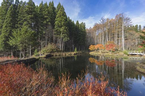 針葉樹と紅葉が映る静かな池 秋,紅葉,黄葉の写真素材