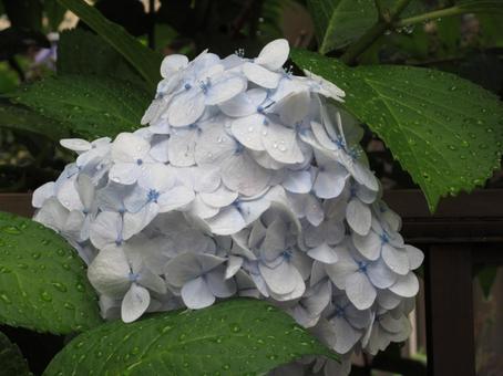 雨上がりの白い紫陽花 雨上がりの白い紫陽花 花,梅雨,雨の写真素材