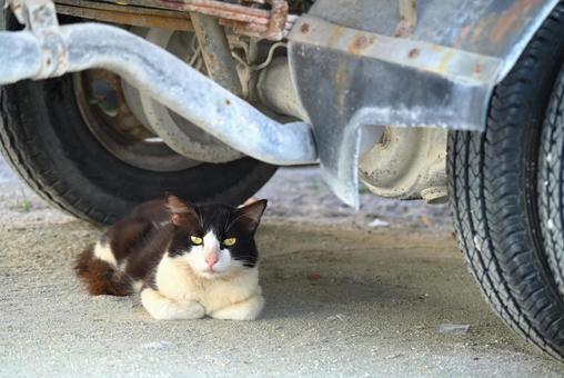モルディブのローカル島に住む野良猫 モルディブのローカル島に住む野良猫の写真