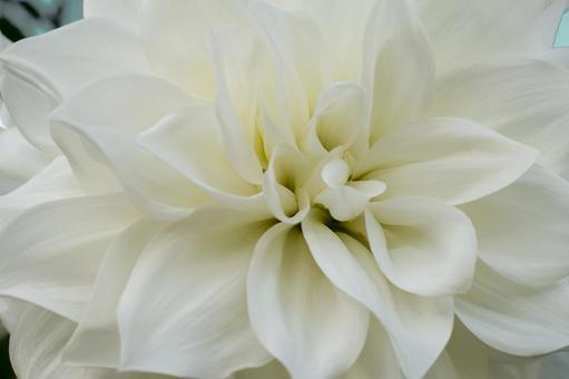 白のダリア フラワー,花,ダリアの写真素材