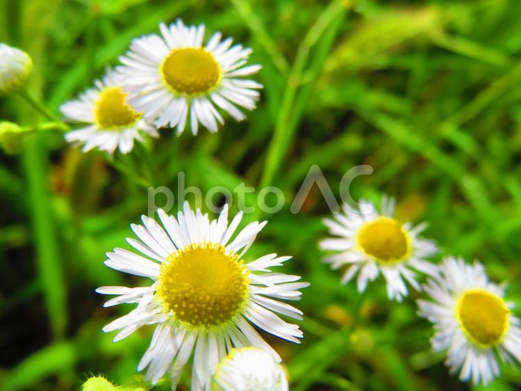 ９月中旬の大池のヒメジョオンの花 背景,ヒメジョオン,素朴で清楚の写真素材