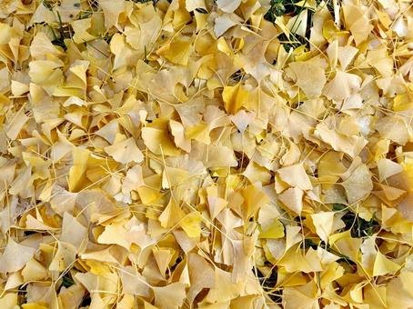 落ち葉の絨毯 落葉,紅葉,もみじの写真素材